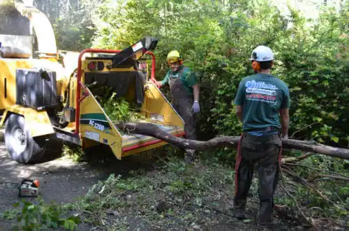 tree services Landmark